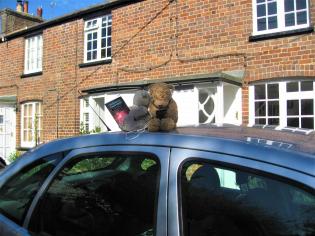 Lower Church Street Teddies Article Photo - 